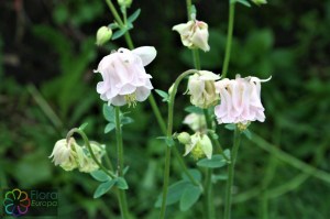 aquilegia vulgaris cv